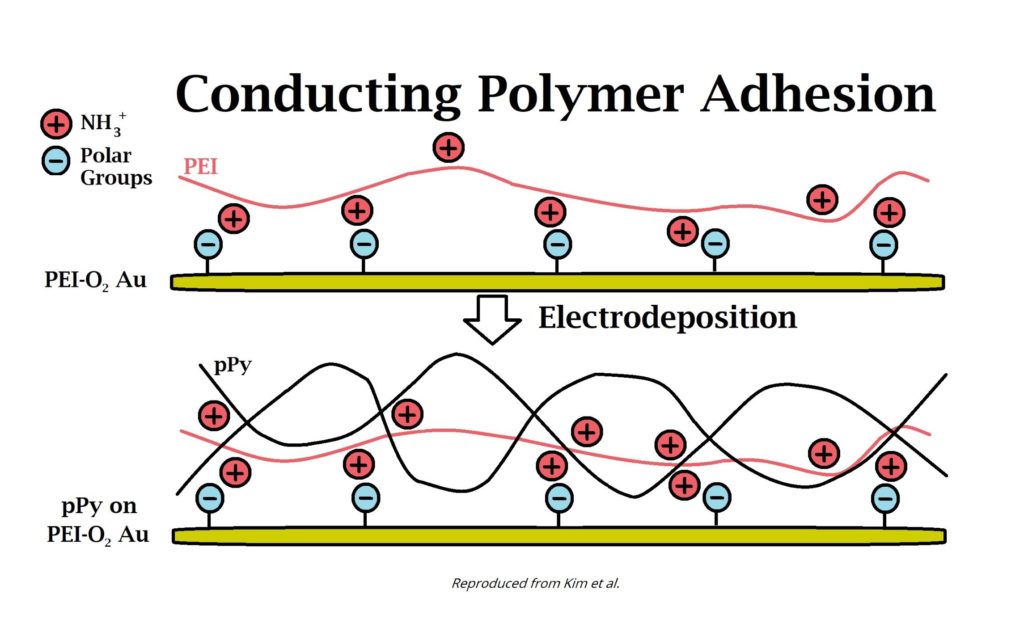 Research Spotlight Conducting Polymer & Gold Electrode Adhesion